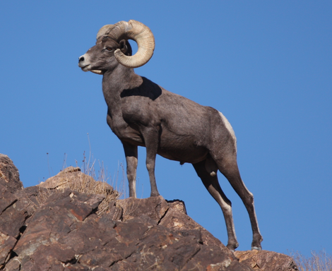 Desert Bighorn Sheep. (Image: Wikimedia)